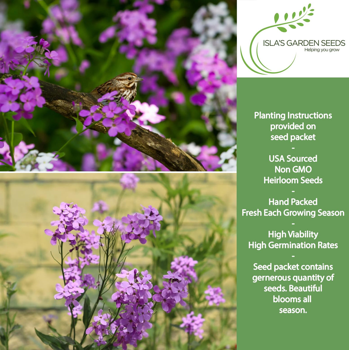 Isla's Garden Seeds Dame's Rocket color varieties in bloom for pollinator-friendly borders.