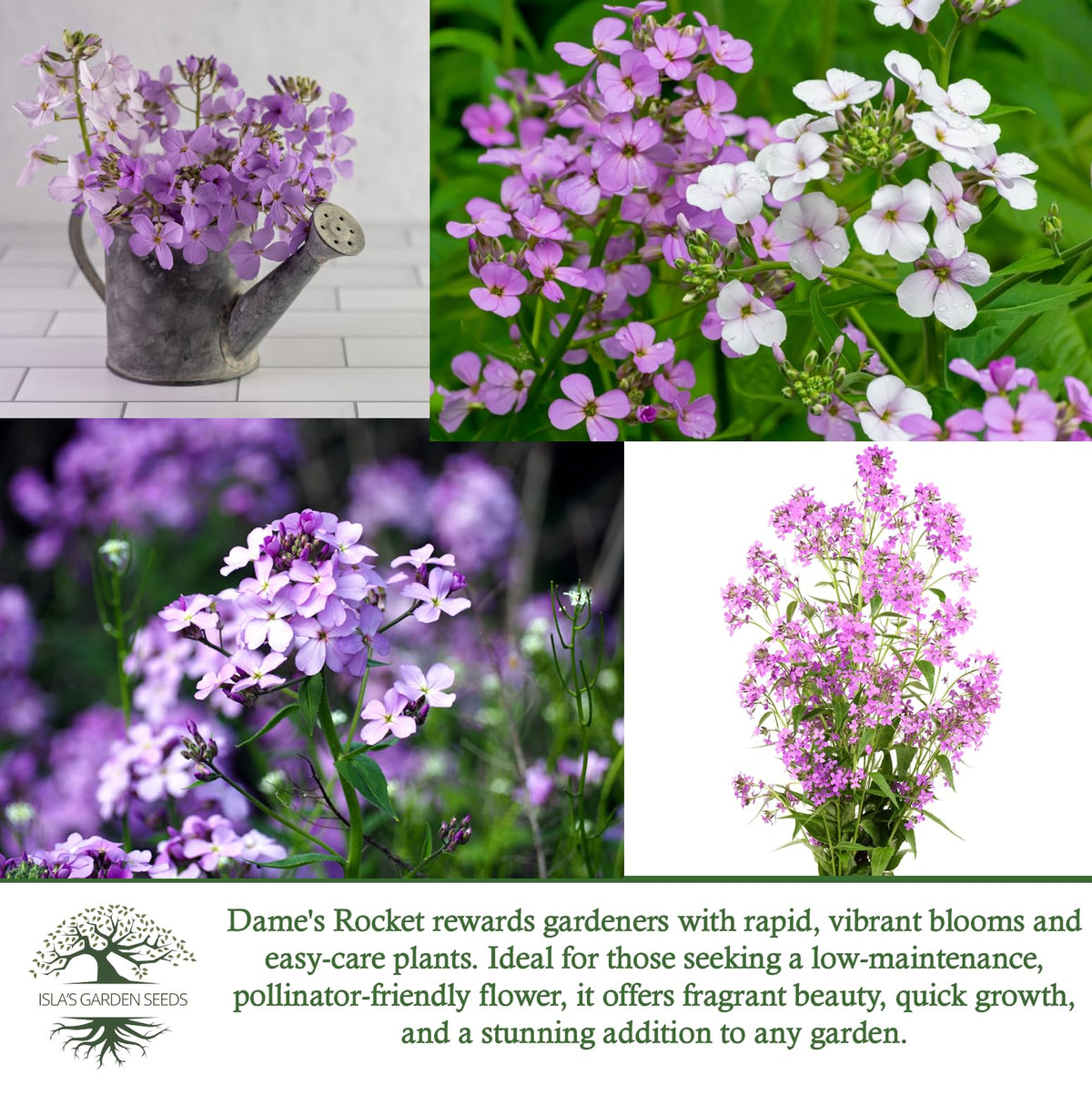 Isla's Garden Seeds Dame's Rocket fragrance captured in bloom image.