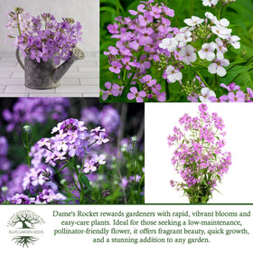 Isla's Garden Seeds Dame's Rocket fragrance captured in bloom image.