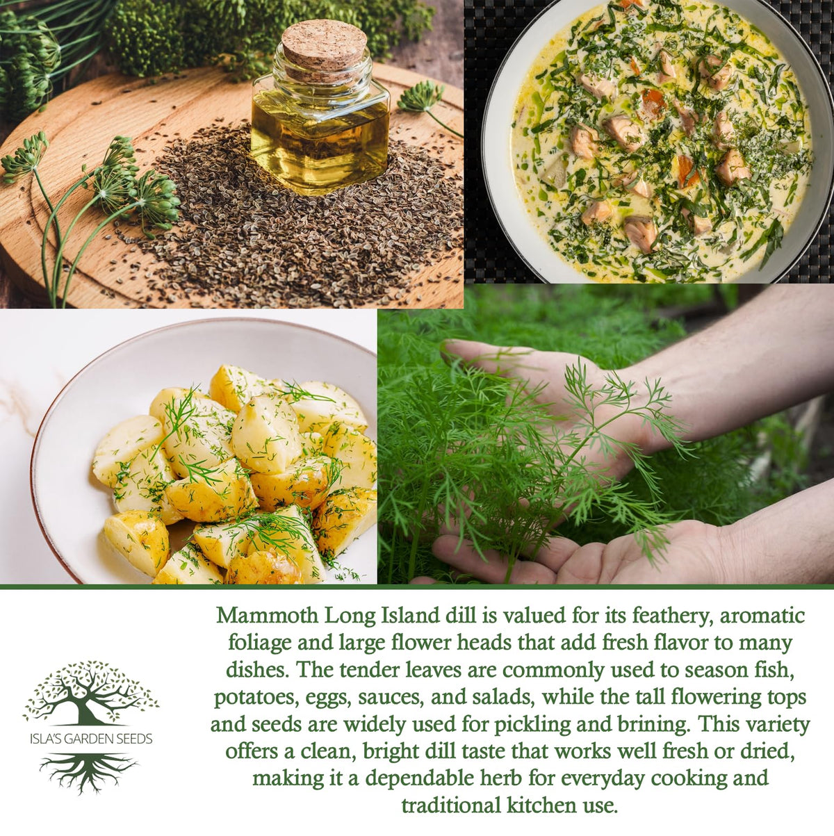 Isla's Garden Seeds Easy-to-grow dill for home herb gardens.
