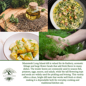 Isla's Garden Seeds Easy-to-grow dill for home herb gardens.