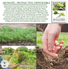 Isla's Garden Seeds Dill for pickling spice and vibrant garnish ideas.