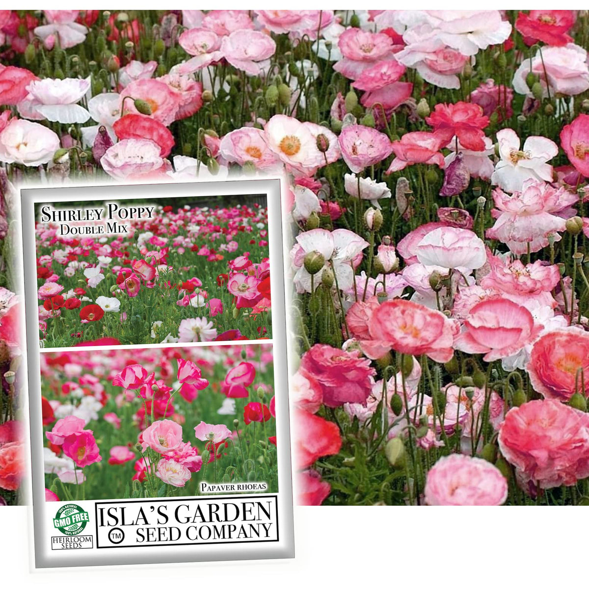 Isla's Garden Seeds Double Shirley Mix poppies add vibrant garden color