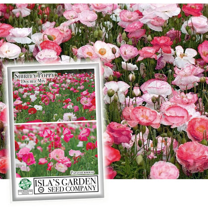 Isla's Garden Seeds Double Shirley Mix poppies add vibrant garden color
