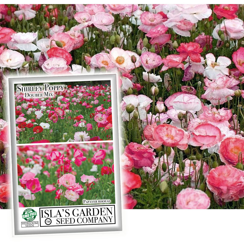 Isla's Garden Seeds Double Shirley Mix poppies add vibrant garden color