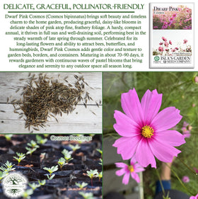 Isla's Garden Seeds dwarf pink cosmos border planting scene in a flower bed