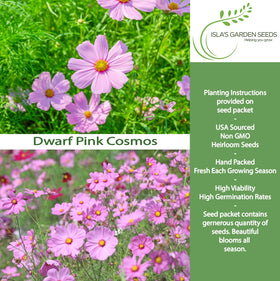 Isla's Garden Seeds dwarf pink cosmos plant grows tall for sunlit beds