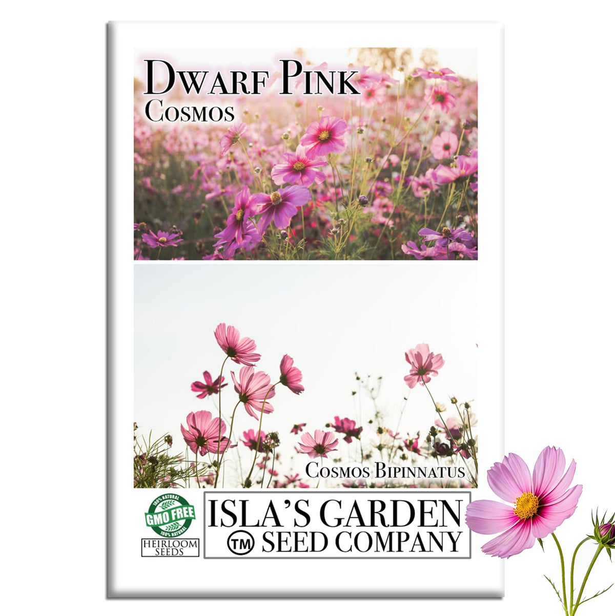 Isla's Garden Seeds dwarf pink cosmos seed packet for border planting
