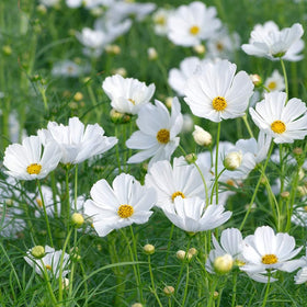 Isla's Garden Seeds Dwarf White Cosmos flower bloom brightening borders.