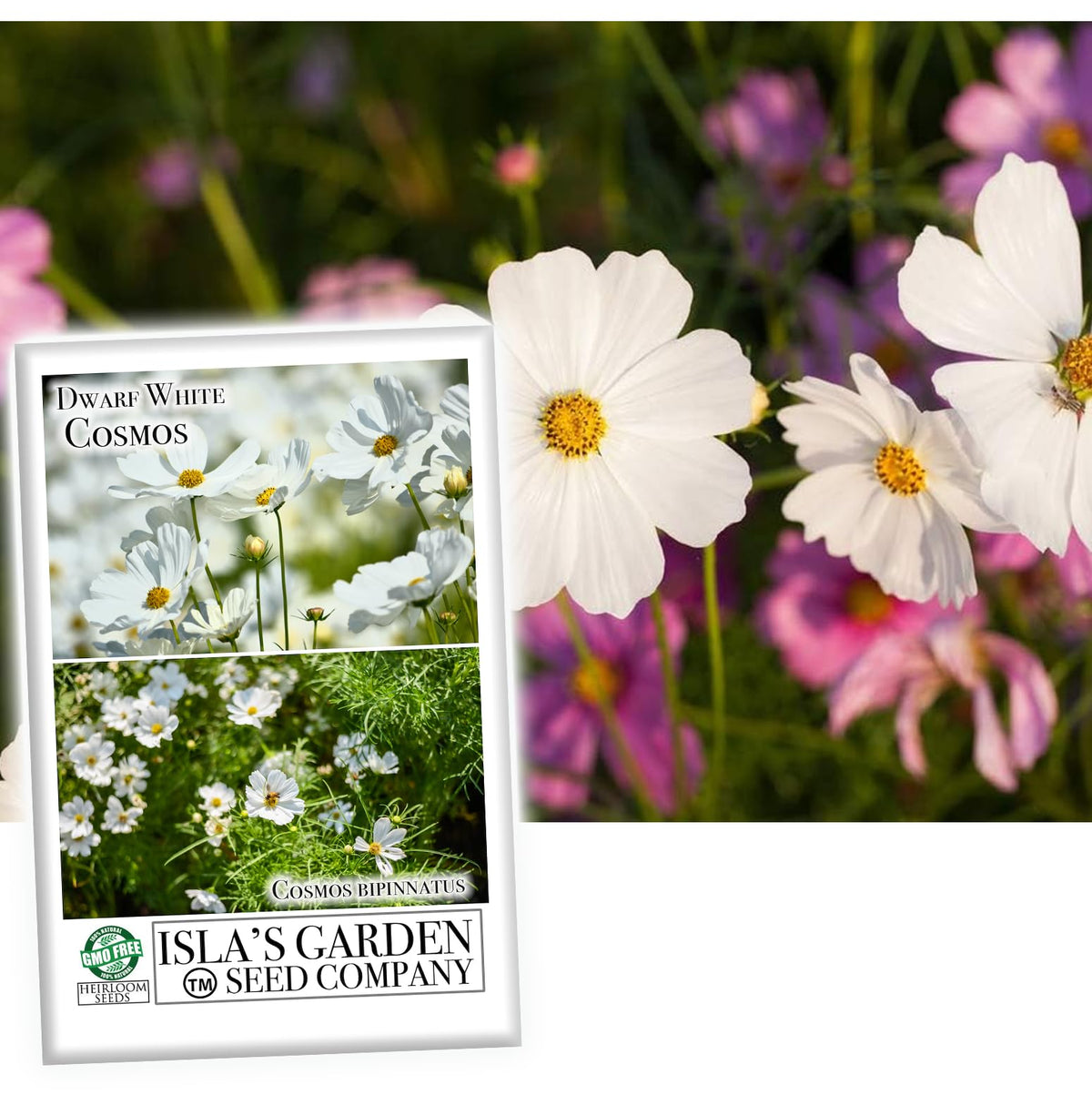 Isla's Garden Seeds Dwarf White Cosmos seed packet for easy annual color.