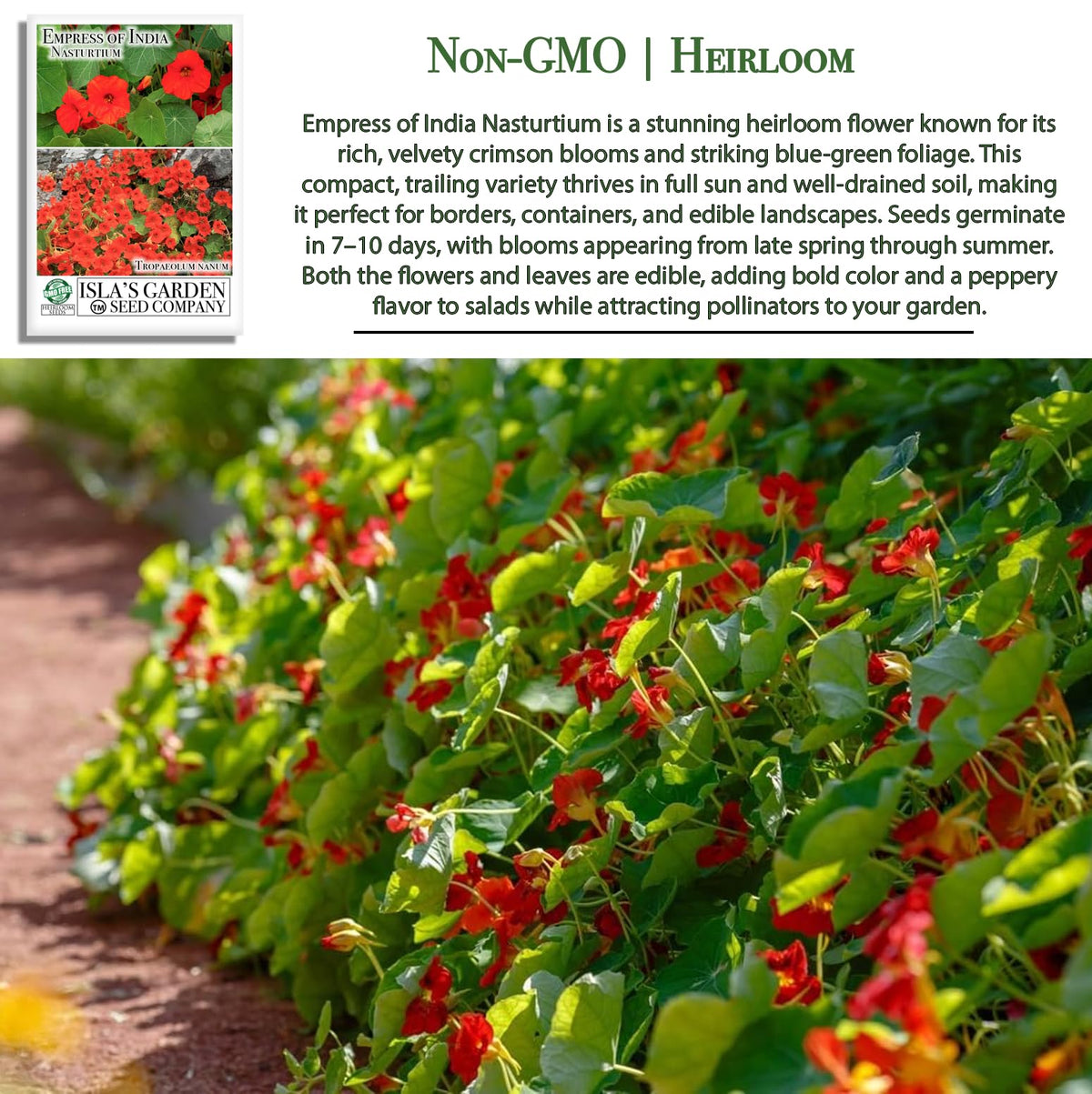 Isla's Garden Seeds Empress of India flowers closeup showcases vibrant color in beds