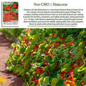 Isla's Garden Seeds Empress of India flowers closeup showcases vibrant color in beds