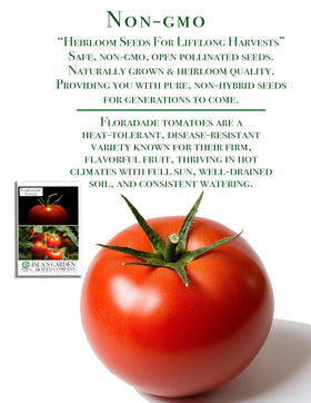 Isla's Garden Seeds Floradade tomato plants with dense fruit clusters.
