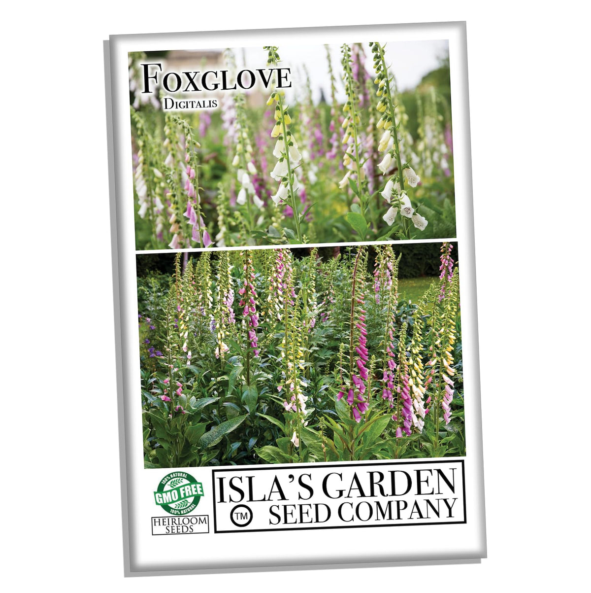 Isla's Garden Seeds foxglove bloom in cream, rose, and lavender adds vertical color.