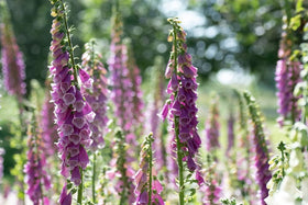 Isla's Garden Seeds foxglove germination on moist topsoil demonstrates easy starting.