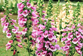 Isla's Garden Seeds foxglove seed packets guide light-based germination for successful sowing.