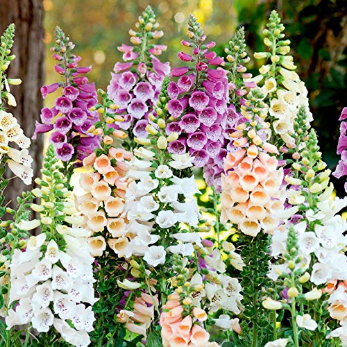 Isla's Garden Seeds foxglove seed pack close-up showing premium heirloom packets.