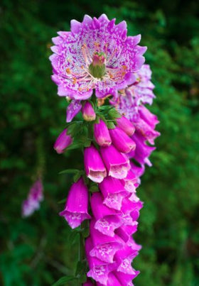 Isla's Garden Seeds foxglove plant spires creating a dramatic garden focal point.