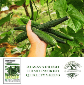 Isla's Garden Seeds Green Dragon harvest of slender cucumbers ready to pick.