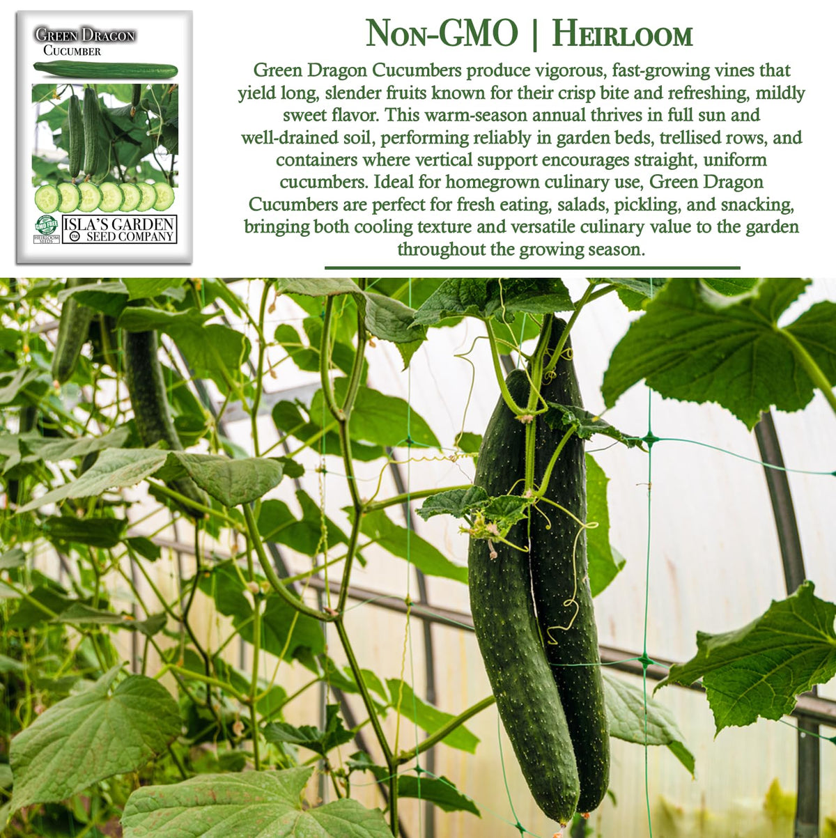 Isla's Garden Seeds Green Dragon vine on trellis illustrating vertical growing.