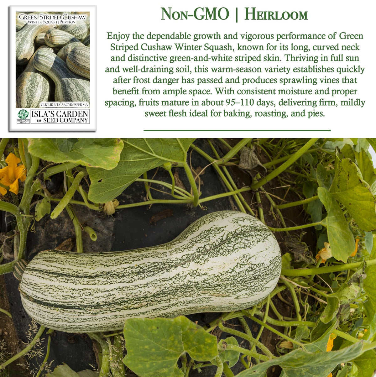 Isla's Garden Seeds Green Striped Cushaw long neck hints at versatile cooking and storage.