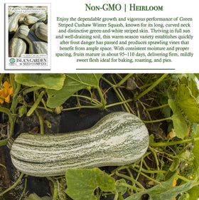 Isla's Garden Seeds Green Striped Cushaw long neck hints at versatile cooking and storage.