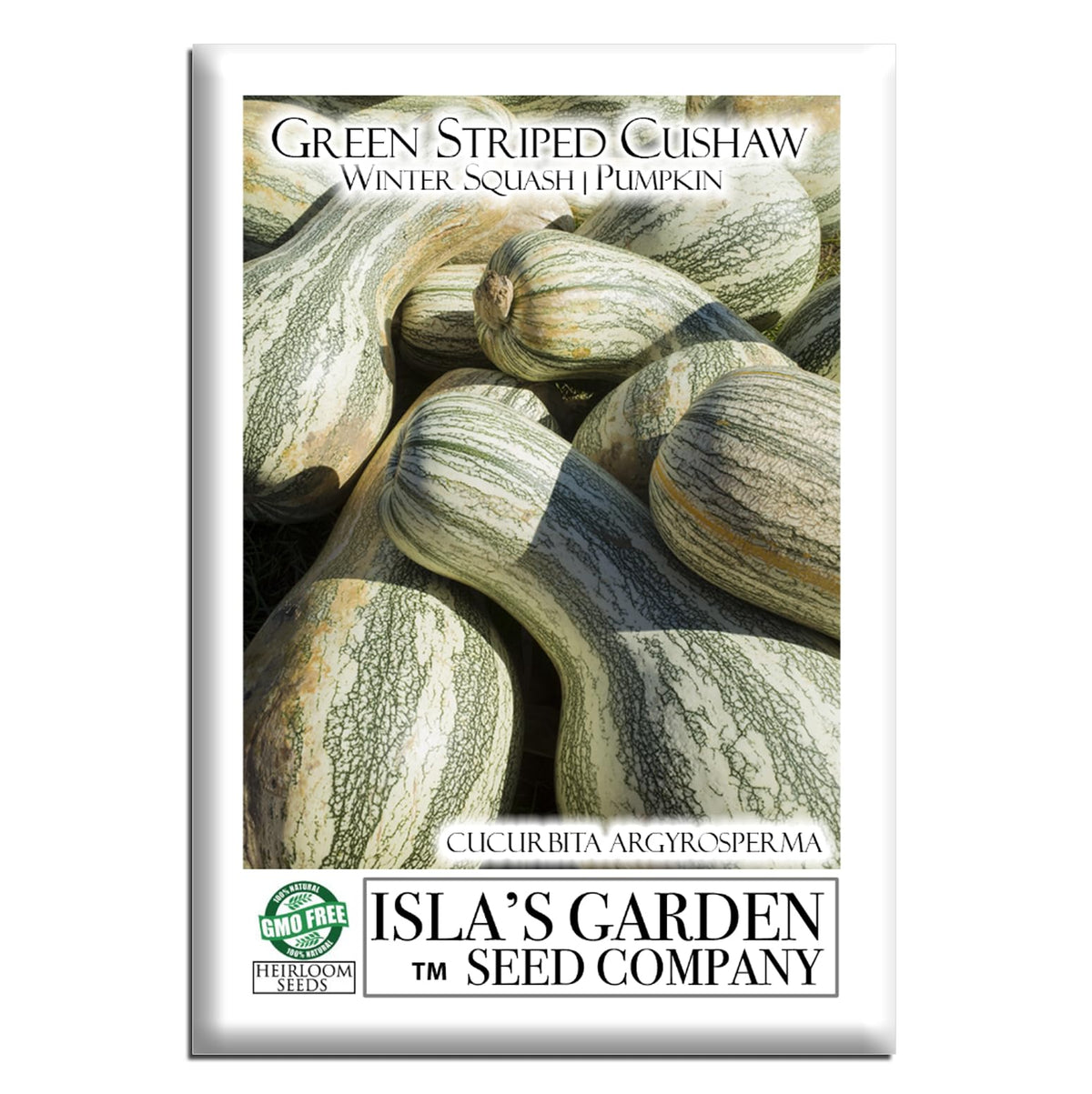 Isla's Garden Seeds Green Striped Cushaw on vine with bold green-white stripes, ideal for fall harvest.