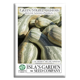 Isla's Garden Seeds Green Striped Cushaw on vine with bold green-white stripes, ideal for fall harvest.