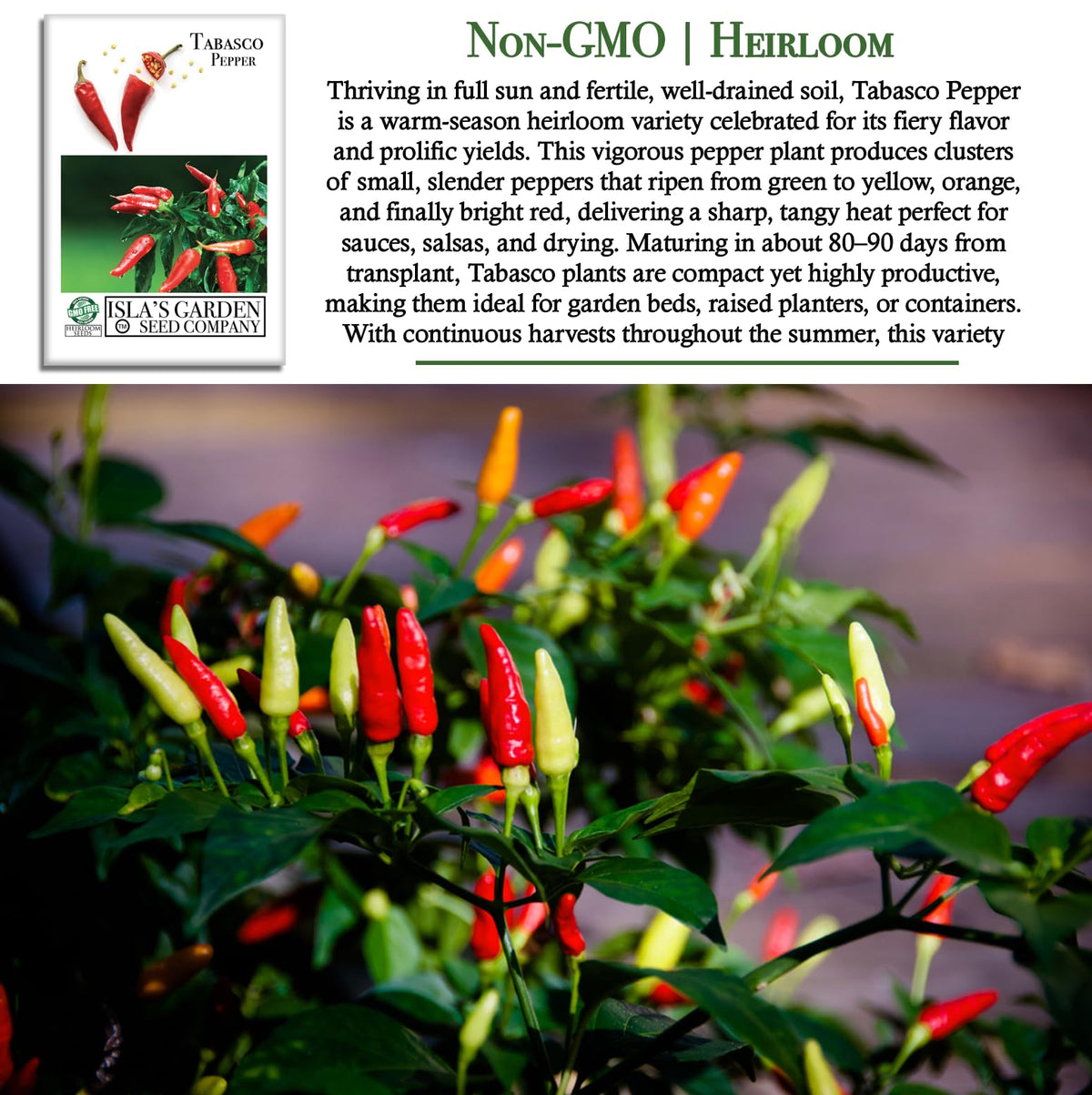 Tabasco peppers transition from green to bright red on the stem