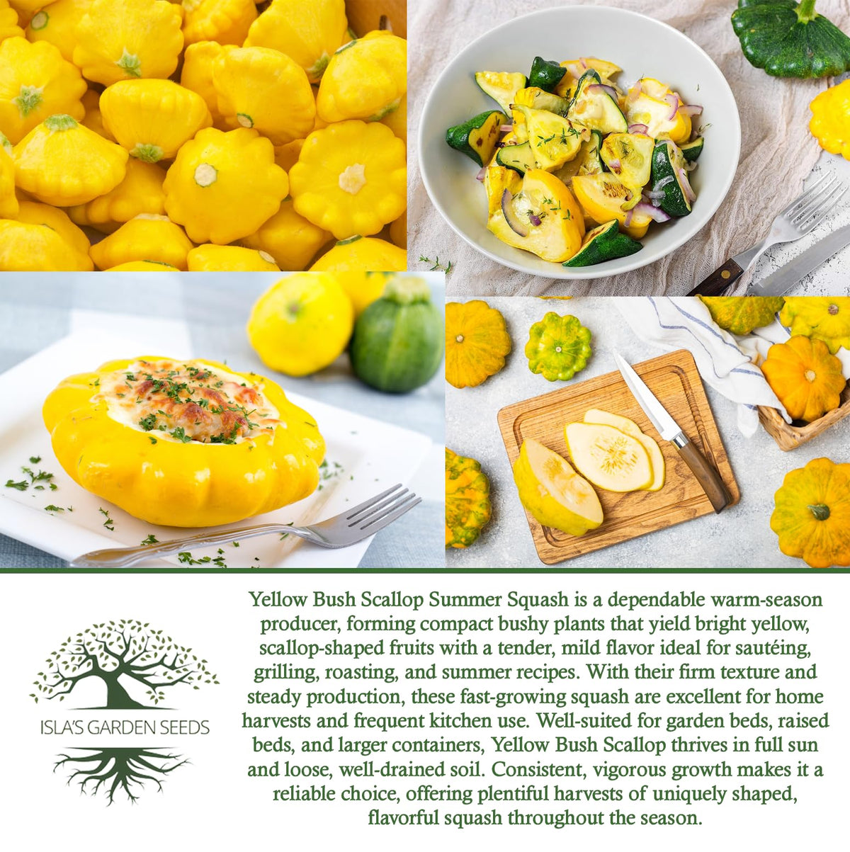 Isla's Garden Seeds harvest-ready pattypan squash ready for grilling and roasting