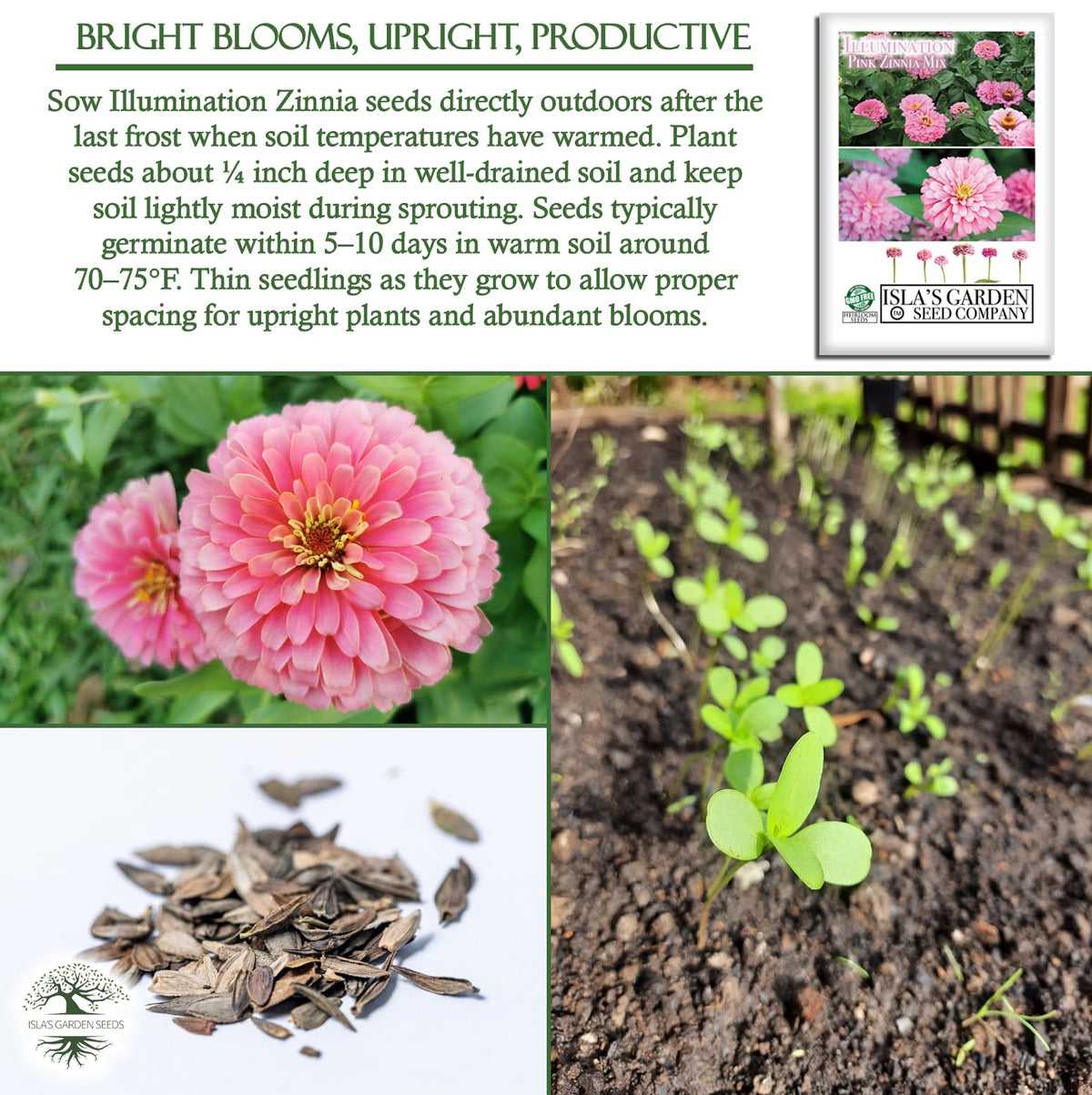 Isla's Garden Seeds Illumination Pink Zinnia beds borders and containers in full sun