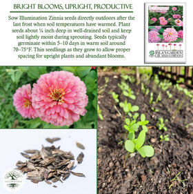Isla's Garden Seeds Illumination Pink Zinnia beds borders and containers in full sun