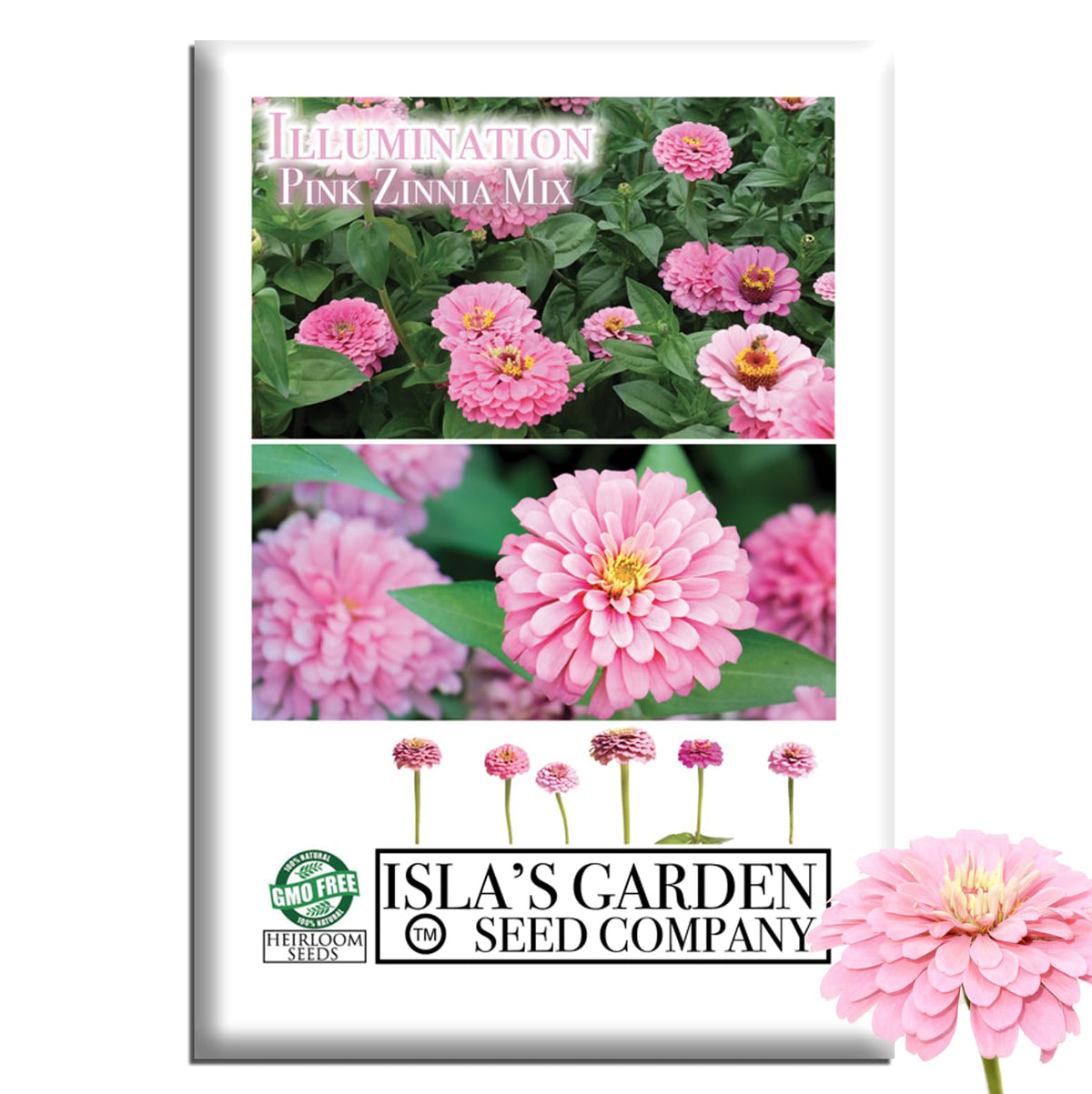 Isla's Garden Seeds Illumination Pink Zinnia bloom in vibrant pink color for bold summer color in garden beds