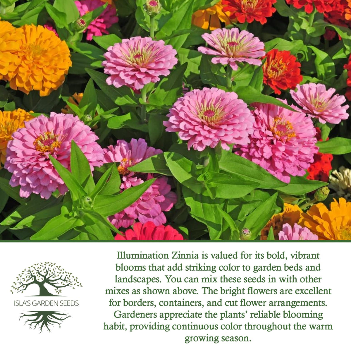Isla's Garden Seeds Illumination Pink Zinnia container display for sunny patios