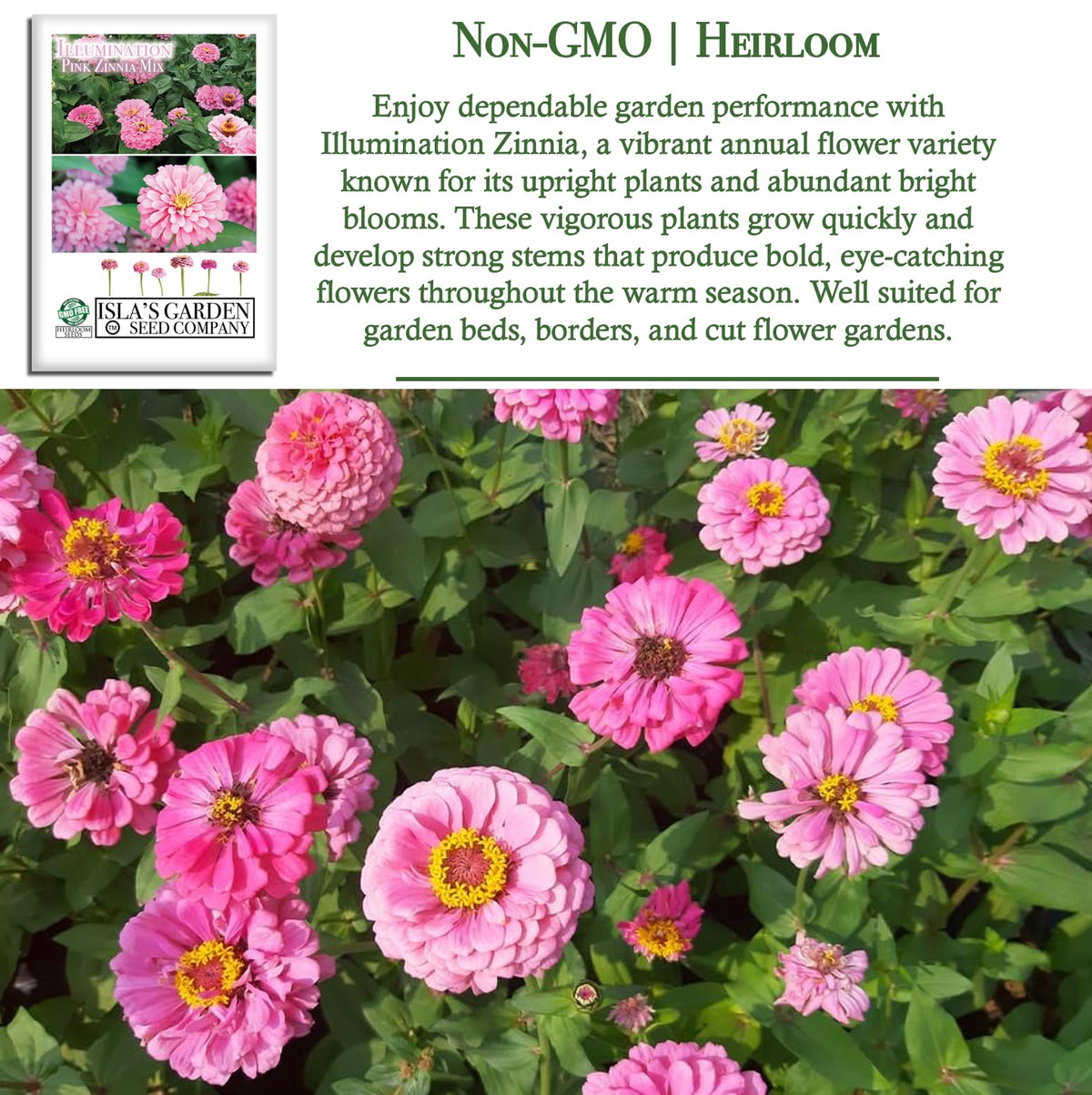 Isla's Garden Seeds Illumination Pink Zinnia tall stems hold dramatic bloom for bouquets