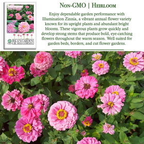 Isla's Garden Seeds Illumination Pink Zinnia tall stems hold dramatic bloom for bouquets