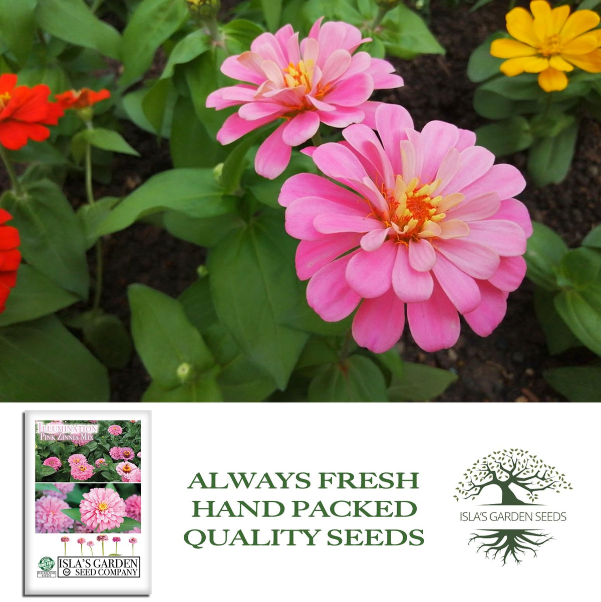 Isla's Garden Seeds Illumination Pink Zinnia seeds pack ready for planting