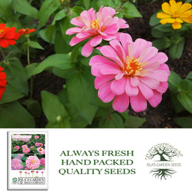 Isla's Garden Seeds Illumination Pink Zinnia seeds pack ready for planting