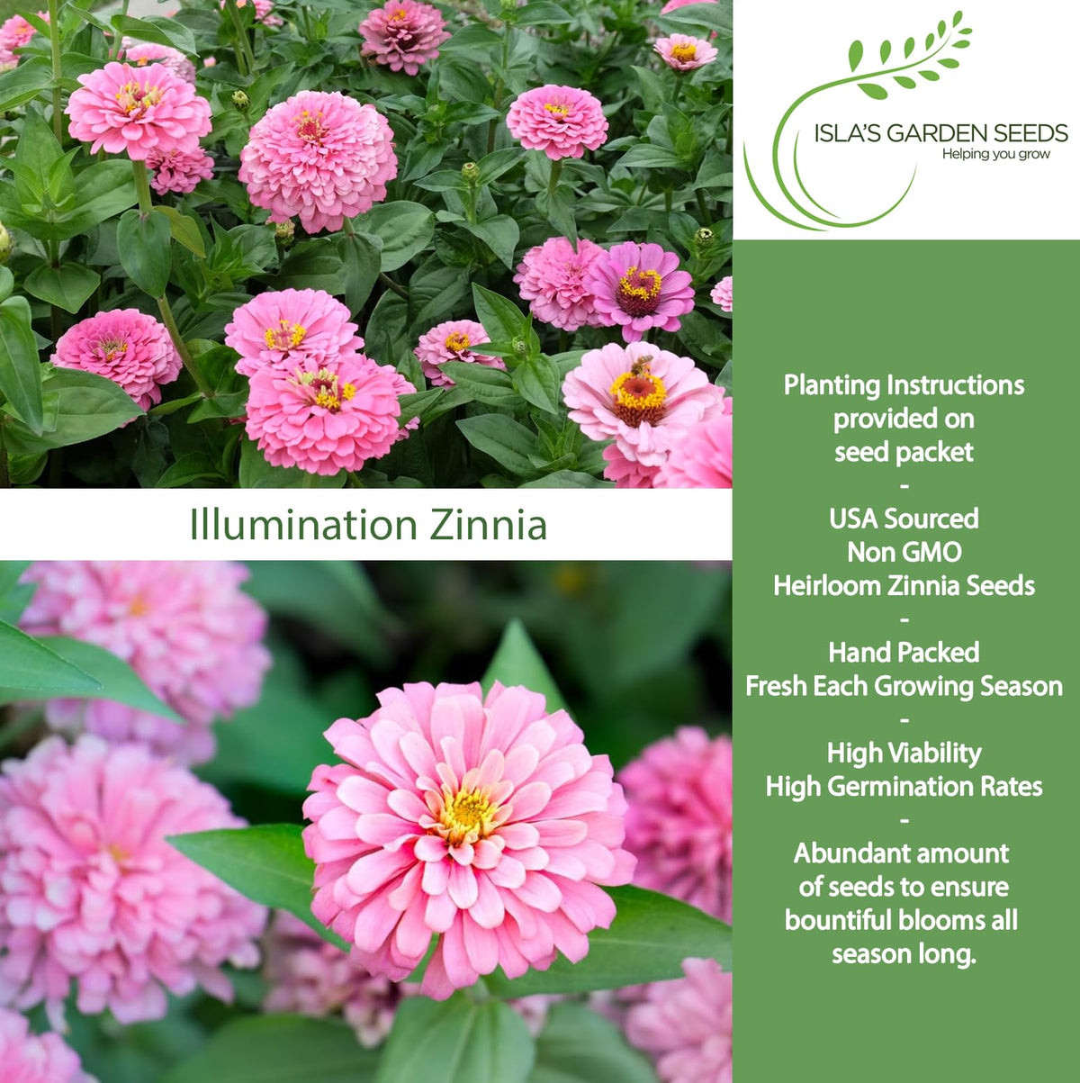 Isla's Garden Seeds Illumination Pink Zinnia close-up shows petals and sturdy stems ideal for cutting