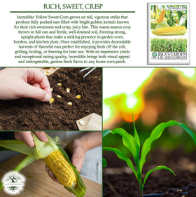 Isla's Garden Seeds Incredible grill-ready cob for summer barbecues.