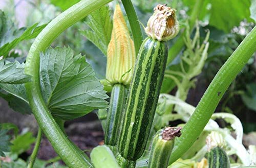 Isla's Garden Seeds Italian Striped Zucchini flowers and developing fruit