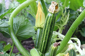 Isla's Garden Seeds Italian Striped Zucchini flowers and developing fruit