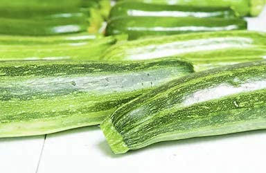 Isla's Garden Seeds Italian Striped Zucchini plant in garden, compact bush variety