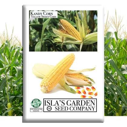 Isla's Garden Seeds Kandy Corn ears bask in sun, ideal for fresh eating.