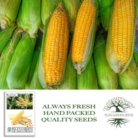 Isla's Garden Seeds Kandy Corn ready-to-harvest in 85–90 days.