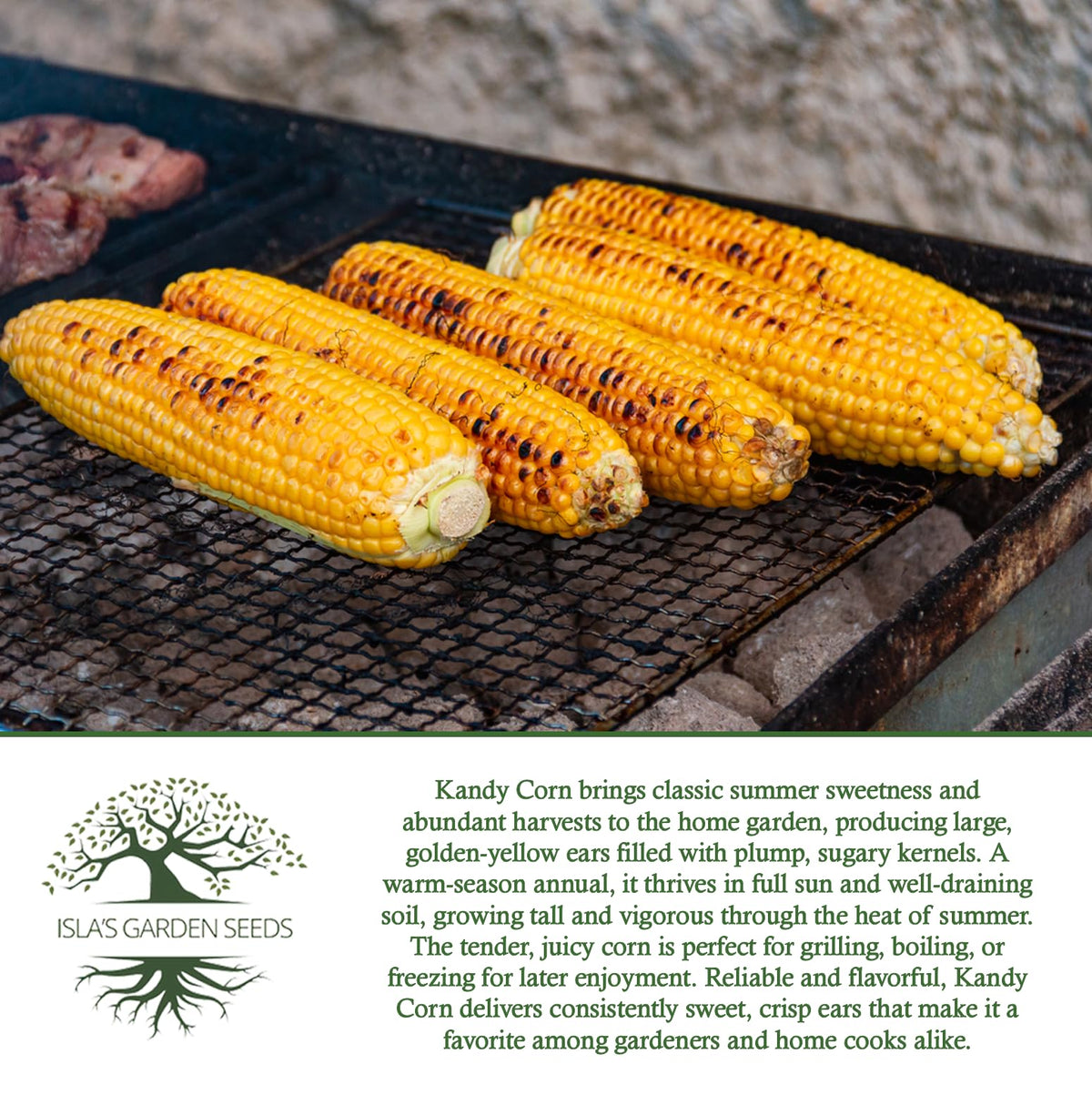 Isla's Garden Seeds Kandy Corn row spacing helps healthy growth.
