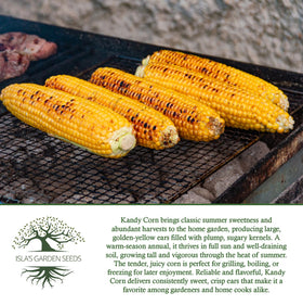 Isla's Garden Seeds Kandy Corn row spacing helps healthy growth.