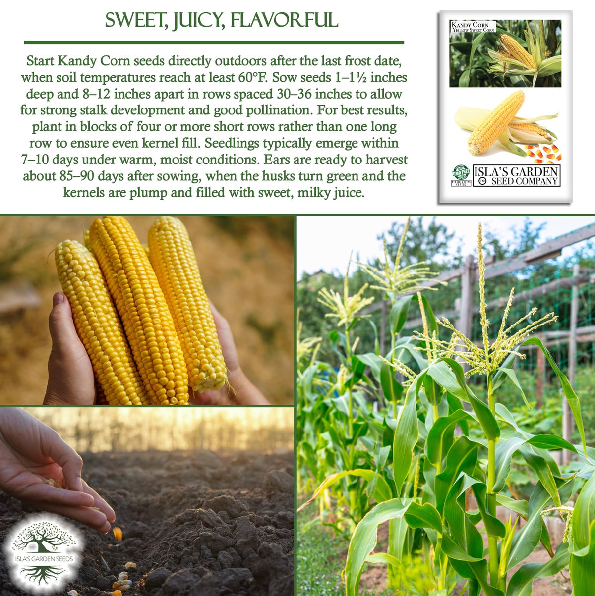 Isla's Garden Seeds Kandy Corn seed packet with 25 heirloom seeds.