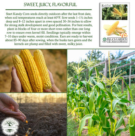 Isla's Garden Seeds Kandy Corn seed packet with 25 heirloom seeds.