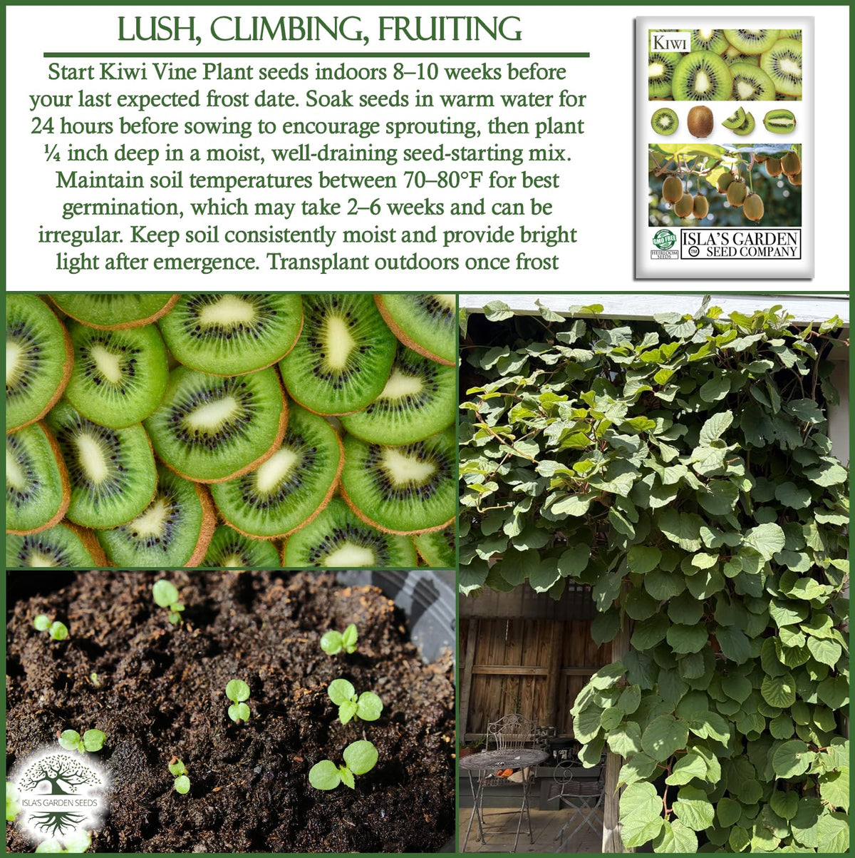 Isla's Garden Seeds kiwi vine fruit concept suggests sweet, green fruit.